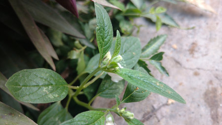 Indian sesame flower ( sesamum indicum )の写真素材