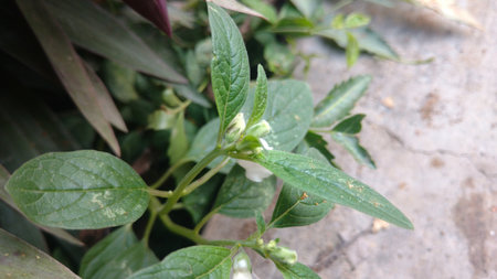 Indian sesame flower ( sesamum indicum )の写真素材