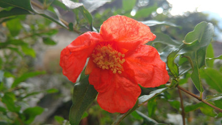 pomegranate (Punica granatum) flowerの写真素材