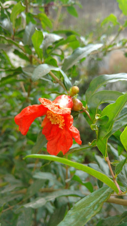 pomegranate (Punica granatum) flowerの写真素材