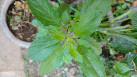holy Basil, Ocimum basilicumの写真素材
