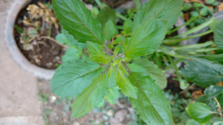 holy Basil, Ocimum basilicumの写真素材