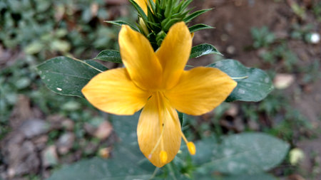 Indian Barleria prionitis commonly known as Porcupineの写真素材