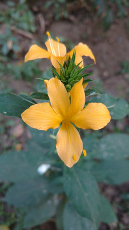 Indian Barleria prionitis commonly known as Porcupineの写真素材