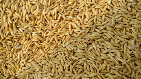 Paddy seed rice backgroundの写真素材