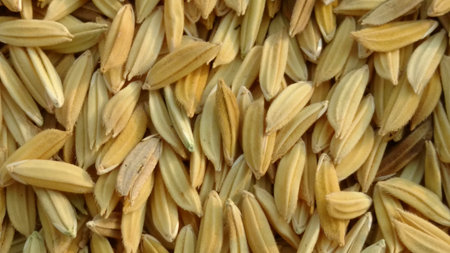 Paddy seed rice backgroundの写真素材