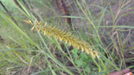 Pennisetum alopecuroides (Fountain Grass)