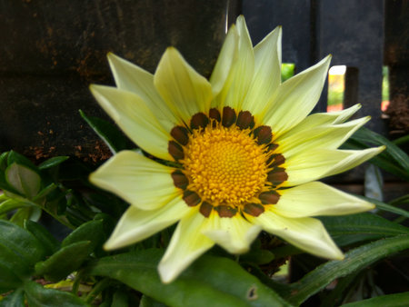 Gazania rigensの写真素材