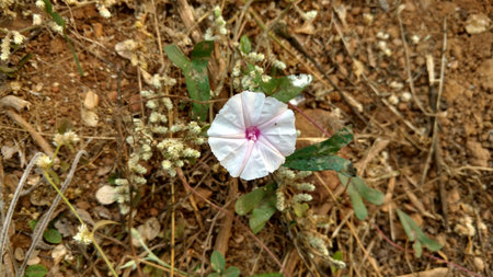 common morning gloryの写真素材