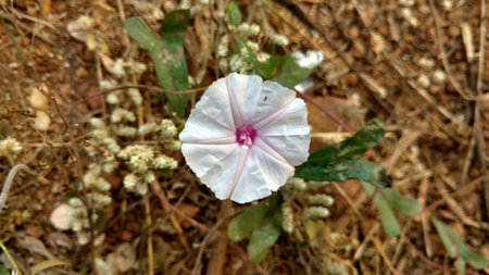 Ipomoea purpureaの写真素材