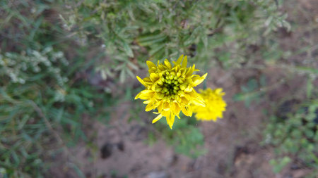 marigoldの写真素材