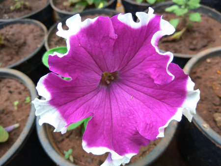 petunia grandiflora purple flower with white outlineの写真素材