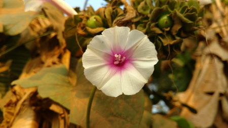 Ipomoea purpurea, common morning-gloryの写真素材