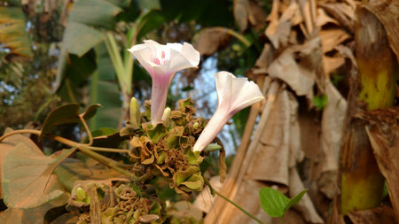 Ipomoea purpurea, common morning-gloryの写真素材