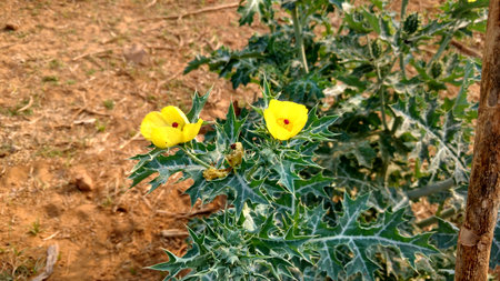 Argemone mexicana or mexican poppyの写真素材
