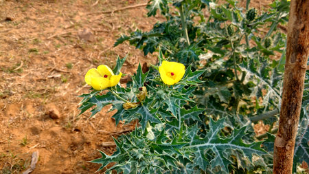 Argemone mexicana or mexican poppyの写真素材