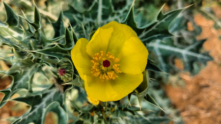 Argemone mexicana or mexican poppyの写真素材