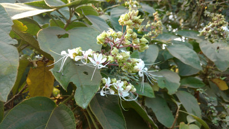 Clerodendron infortunatumの写真素材