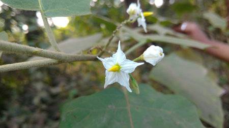 Solanum torvum or eggplantの写真素材