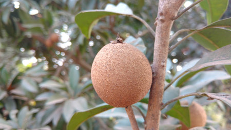 chikku or pouteria sapota or sapodillaの写真素材