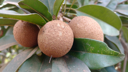 chikku or pouteria sapota or sapodillaの写真素材