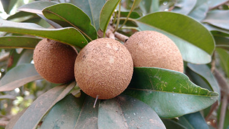 chikku or pouteria sapota or sapodillaの写真素材
