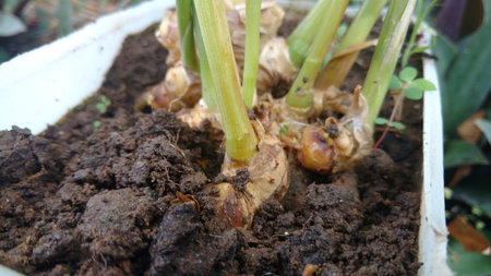 ginger or zingiber officinaleの写真素材