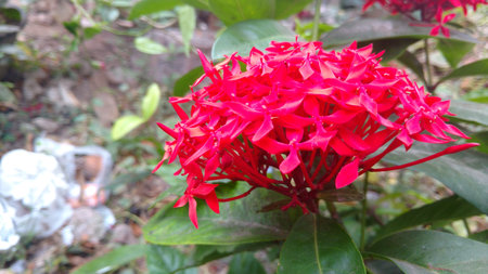 saraca indica, Ashoka closeupの写真素材