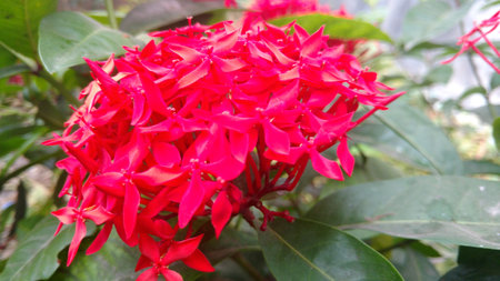 saraca indica, Ashoka closeupの写真素材