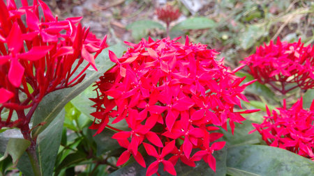saraca indica, Ashoka closeupの写真素材