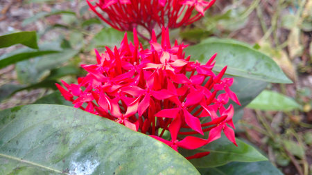 saraca indica, Ashoka closeupの写真素材