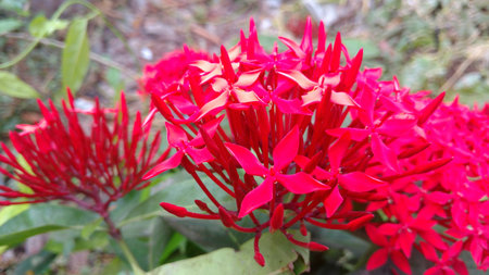 saraca indica, Ashoka closeupの写真素材