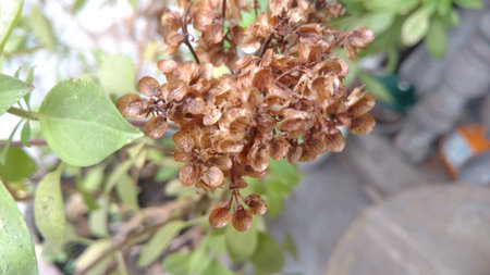 wilted Basil flower or Ocimum basilicumの写真素材