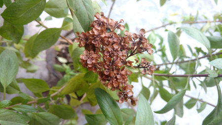 wilted Basil flower or Ocimum basilicumの写真素材