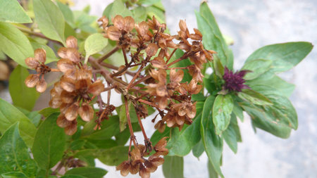 wilted Basil flower or Ocimum basilicumの写真素材