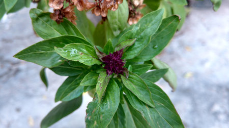 Basil flower or Ocimum basilicumの写真素材