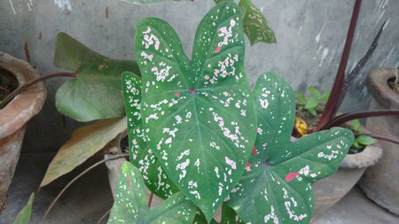 caladium leafの写真素材