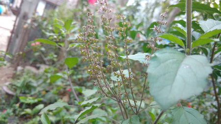 holy Basil or Ocimum basilicumの写真素材