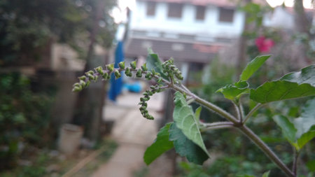 holy Basil or Ocimum basilicumの写真素材