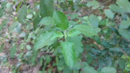 holy Basil or Ocimum basilicumの写真素材