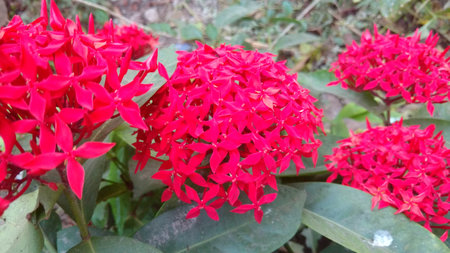 saraca indica or Ashoka closeupの写真素材