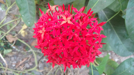 saraca indica or Ashoka closeupの写真素材