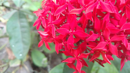 saraca indica or Ashoka closeupの写真素材
