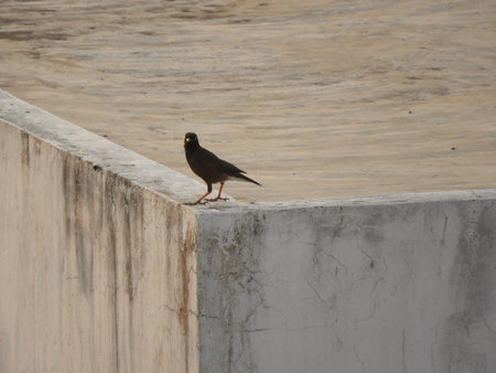 Common Indian myna or birdの写真素材