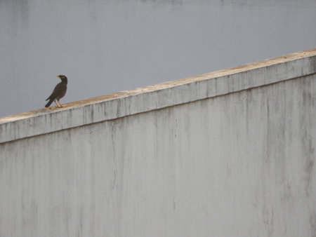 Common Indian myna or birdの写真素材