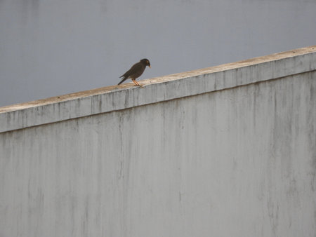 Common Indian myna or birdの写真素材
