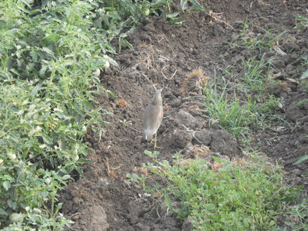 bird roaming in the tomato fieldの写真素材