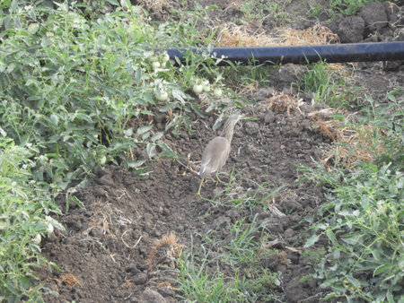 bird roaming in the tomato fieldの写真素材