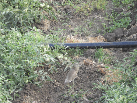 bird roaming in the tomato fieldの写真素材