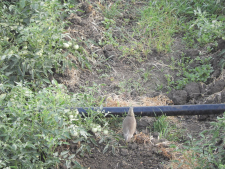 bird roaming in the tomato fieldの写真素材